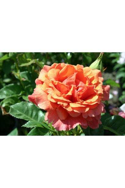 Яскравий бутон троянди Ізі Даз Іт на фоні глянцевого темно-зеленого листя